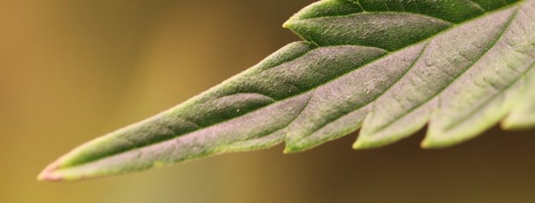 Grüne Cannabis Blattspitze mit detaillierter Textur und sanften, welligen Kanten.