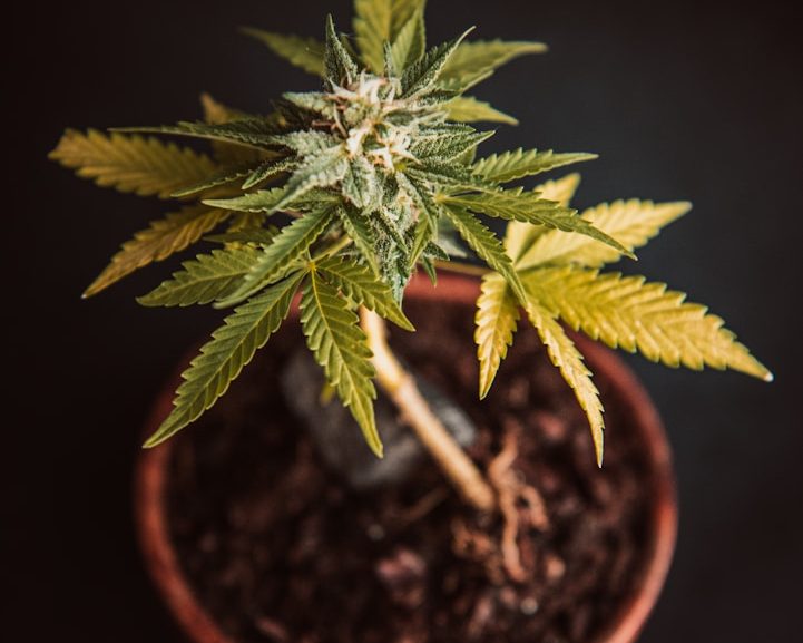 Cannabispflanze in einem Blumentopf mit grünen und gelben Blättern.